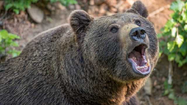 На Прикарпатті ведмеді атакують села: вже другий випадок, коли тварина покинула гірську домівку (ВІДЕО)