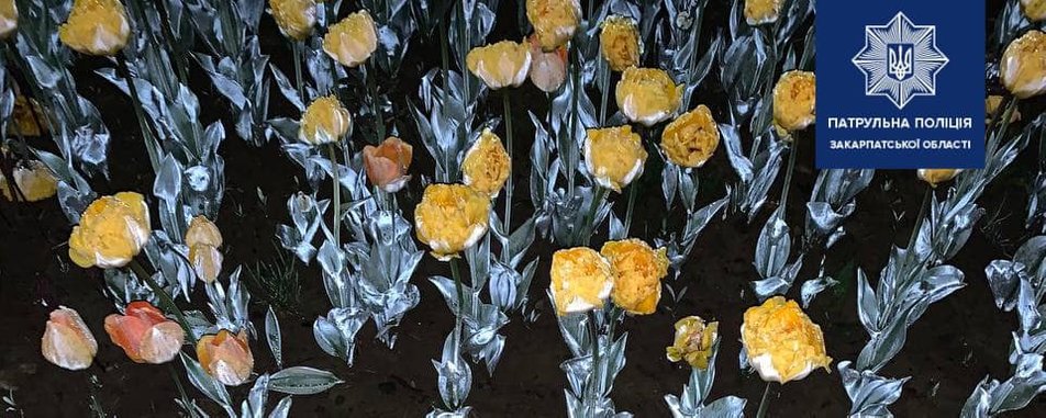 В Ужгороді вночі затримали чоловіка, який виривав тюльпани на одній з клумб площі (ФОТО)
