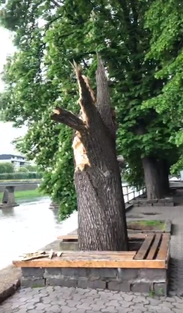 В центрі Ужгорода величезне дерево впало, обірвавши дроти (ВІДЕО)