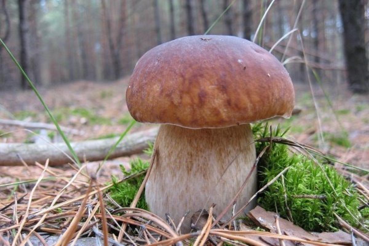Грибний сезон відкрито: на Виноградівщині вже збирають білі гриби (ФОТО)
