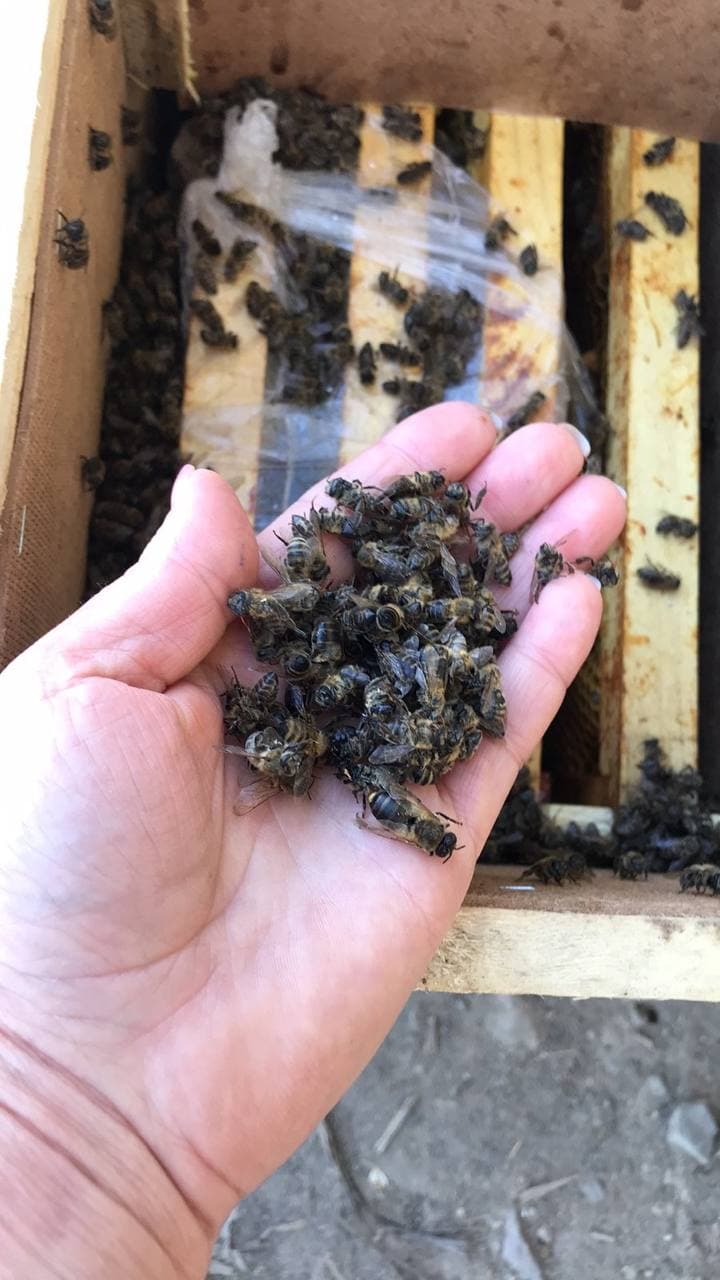 На Закарпатті 8 мільйонів бджіл загинули під час транспортування "Укрпоштою": бджолярі звернулися до поліції (ФОТО)