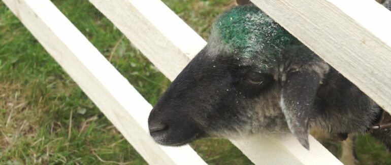 300 овець провели на полонину: свято міри відзначили на Рахівщині (ВІДЕО)