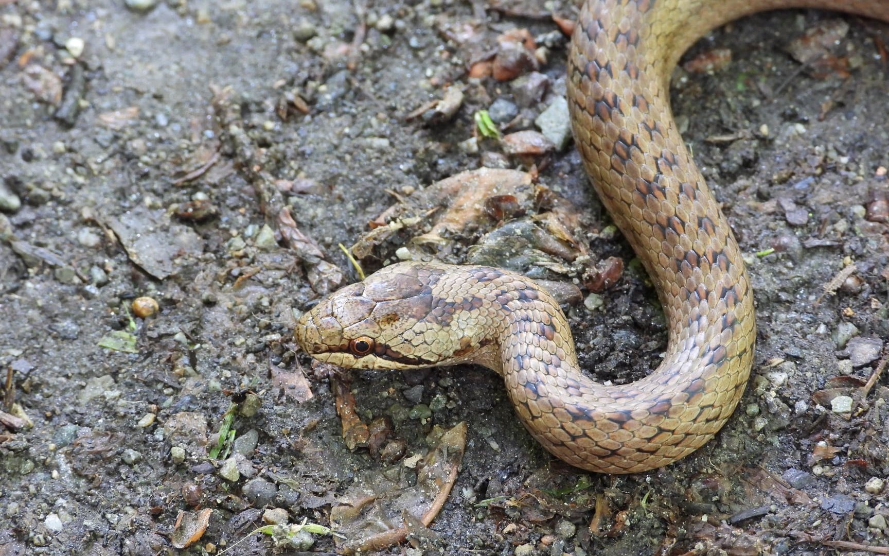 На Закарпатті на приватному подвір'ї виявили рідкісну червонокнижну змію (ФОТО)