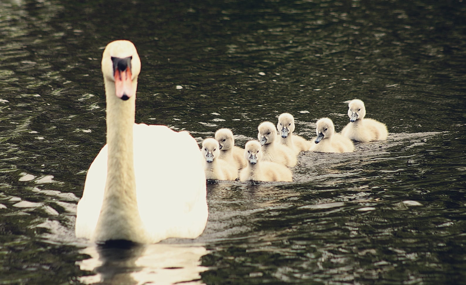В Ужгороді на озері помітили лебедине сімейство (ФОТО)