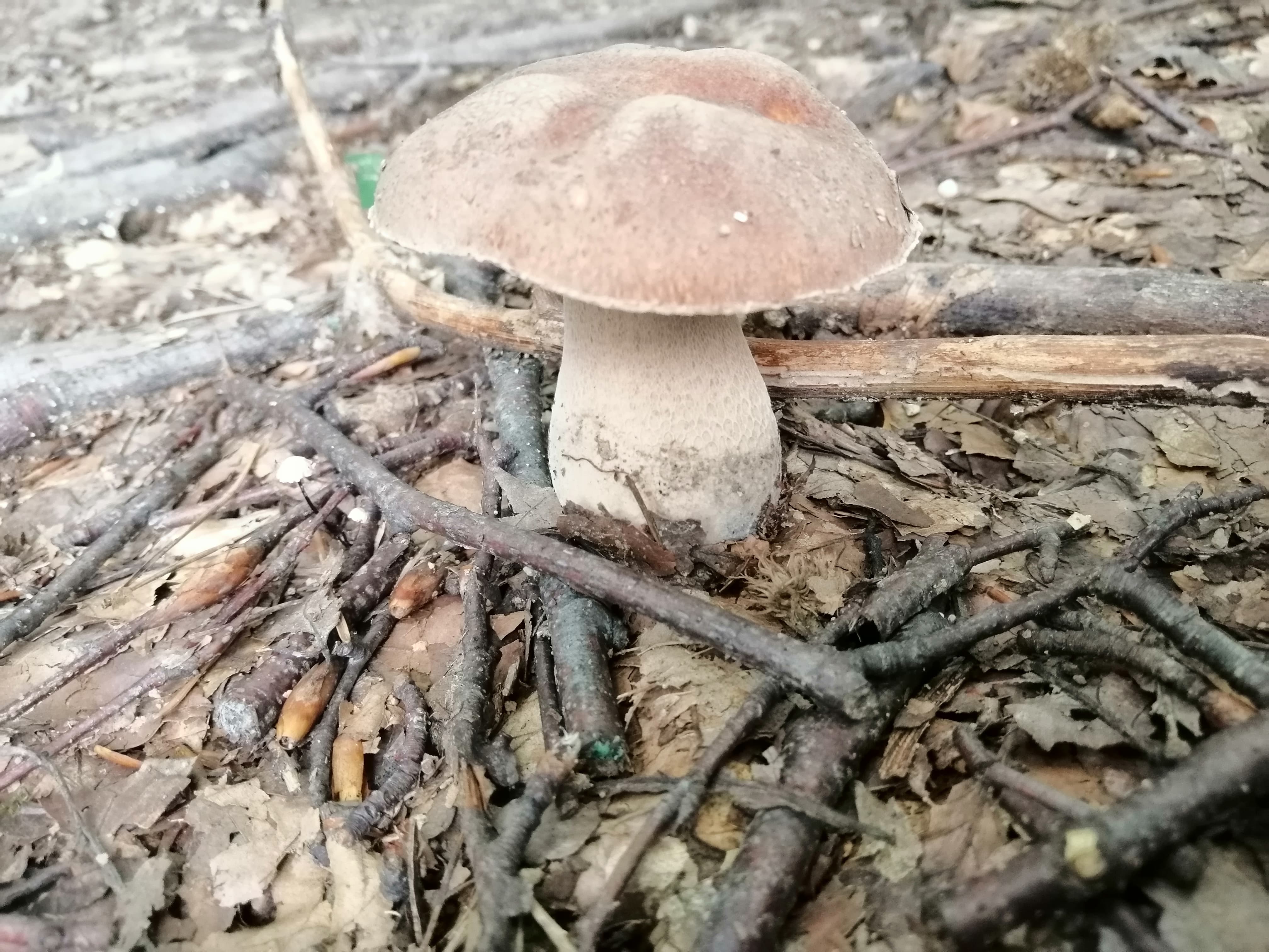 Сезон білих грибів: закарпатка розповіла секрети вдалого "тихого полювання" (ФОТО)