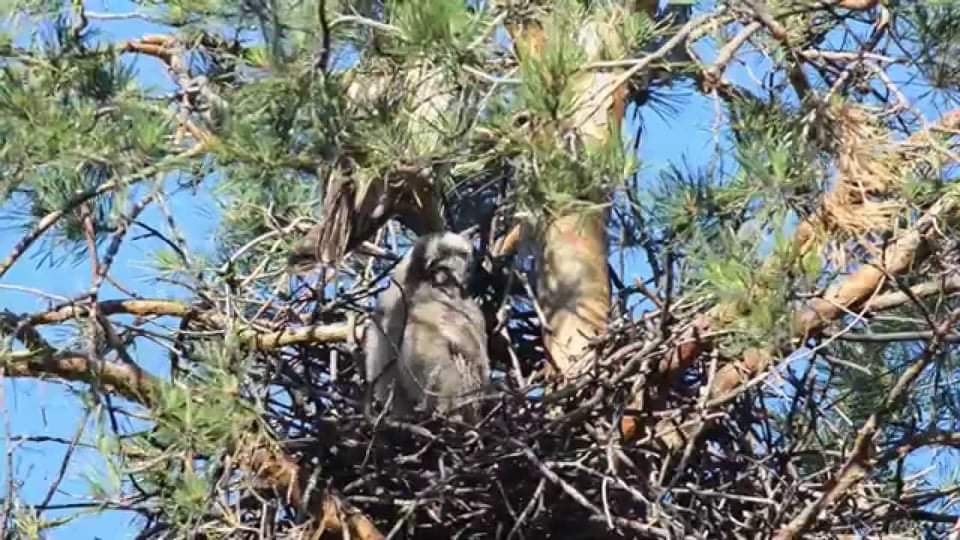 Вкрала та принесла в гніздо: в Мукачеві сови заживо з'їли цуценя (ФОТО)
