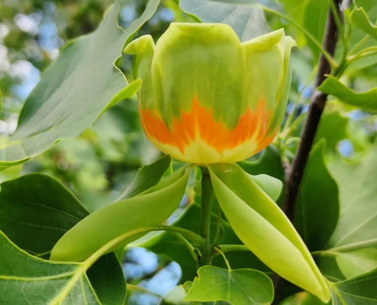 Яскраві та незвичайні: в Ужгороді розквітли тюльпанові дерева (ФОТО)