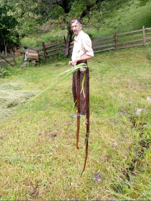 Мала понад 3 метри: на Закарпатті чоловік вбив змію, яка нападала на нього (ФОТО)