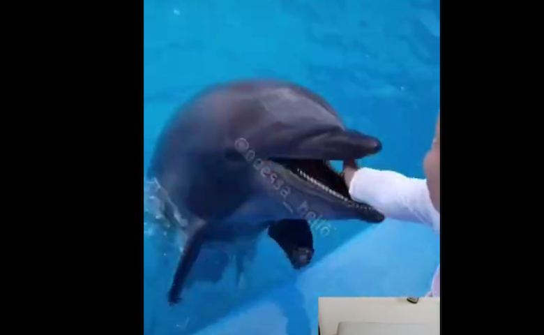 "Захотів погладити": в Одесі дельфін покусав дитину до крові (ВІДЕО)