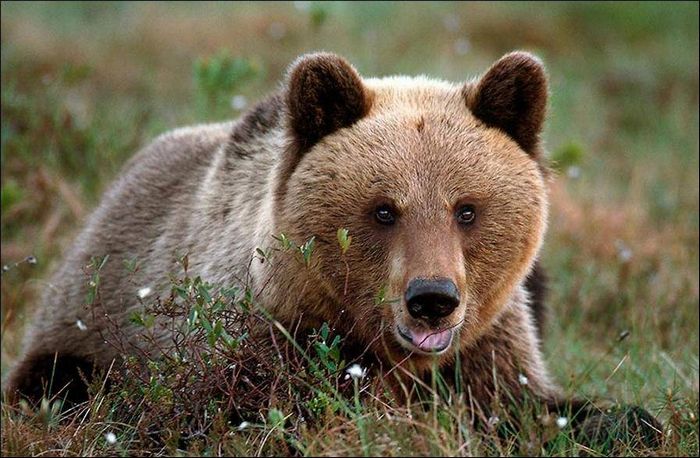 У карпатських лісах побільшало ведмедів, дикі звіри дістались до населених пунктів (ВІДЕО)