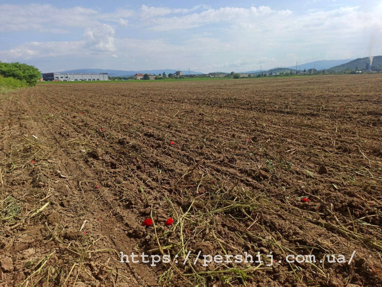 На одну фотозону менше: в Мукачеві скосили популярне макове поле (ФОТО, ВІДЕО)